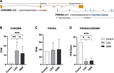 Antisense lncRNA CHROMR is linked to glioma patient survival